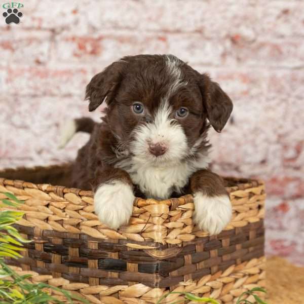 Hailey, Mini Aussiedoodle Puppy